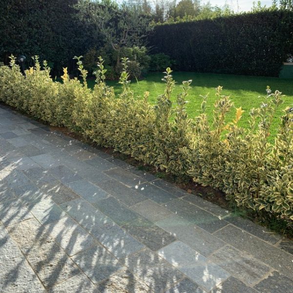 brazilian quartzite and luserna stone tiles paving